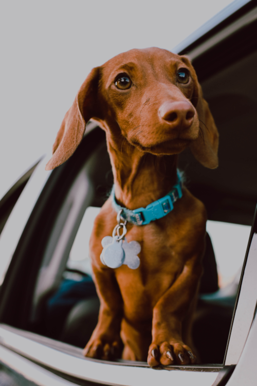 Dachshund Puppy For Sale - Lone Star Pups